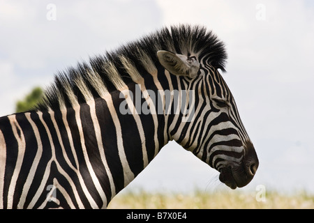 Zebra Game Park South Africa Stock Photo