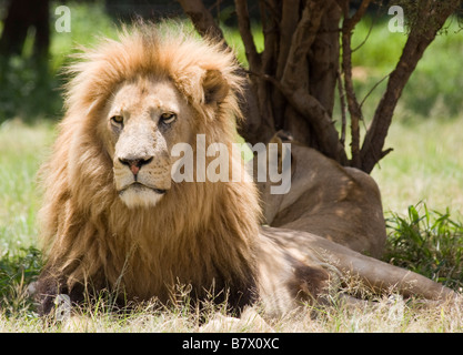 Male Lion Lion Park South Africa Stock Photo