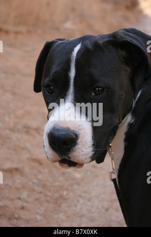 portrait of large dog, mixed breed, pitbull boxer and sharpei, black and white