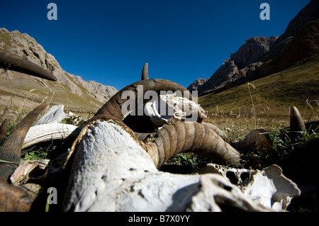 Skulls and bones laying on the ground at the Tibetan plateau. Leftovers from when nomads slaughtered some of their animals. Stock Photo