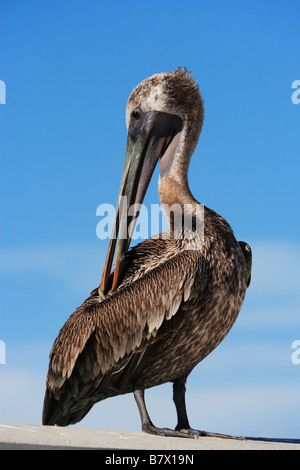 A perched juvenile brown pelican (pelecanus occidentalis) in Key West, Florida. Stock Photo