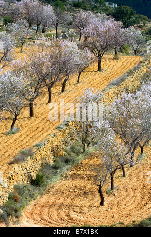 sweet almond (Prunus amygdalus var. dulcis, Prunus dulcis var. dulcis), blooming almond trees, Spain, Valencia, Los Serranos Stock Photo