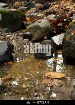 Peaceful forest creek in the fall with Autumn leaves floating in the water the tree's are reflecting in the water. Stock Photo
