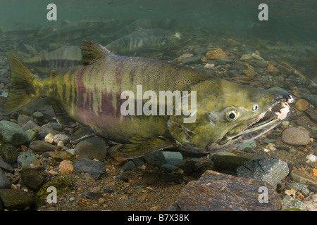Chum Salmon Oncorhynchus keta Juneau Alaska Stock Photo