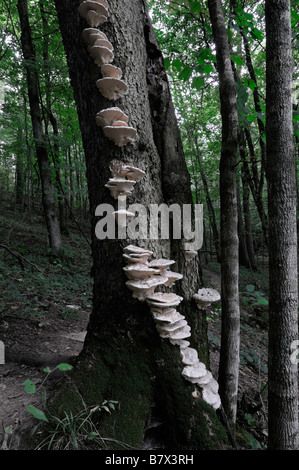 white bracket shelf fungus fungi fruiting bodies growing up along tree trunk Basidiomycota close planar grouping ganoderma Stock Photo