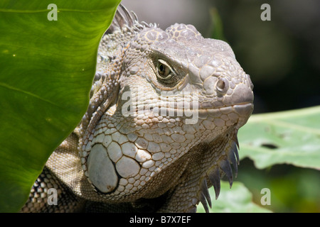 Large adult male Green Iguana (Iguana iguana) appears from behind green leaf Stock Photo