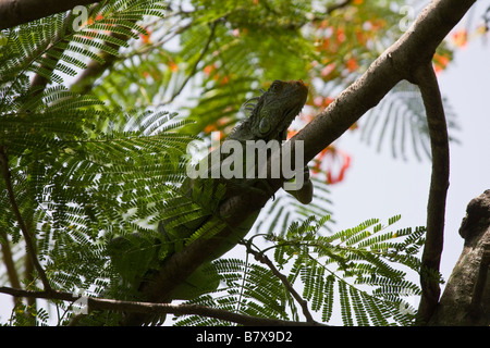Large adult male Green Iguana (Iguana iguana) climbing branch in tree Stock Photo