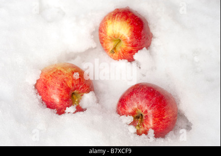 Three  windfall apples in the snow Stock Photo