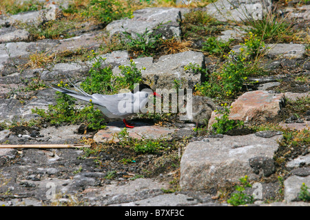 arctic tern (Sterna paradisaea), adult feeds chick, Germany, Schleswig-Holstein Stock Photo