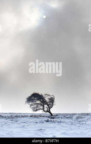One solitary moorland tree in winter Stock Photo