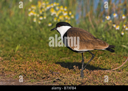 spur-winged plover (Vanellus spinosus, Hoplopterus spinosus), on meadow, Greece, Lesbos Stock Photo