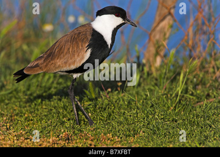 spur-winged plover (Vanellus spinosus, Hoplopterus spinosus), on meadow, Greece, Lesbos Stock Photo