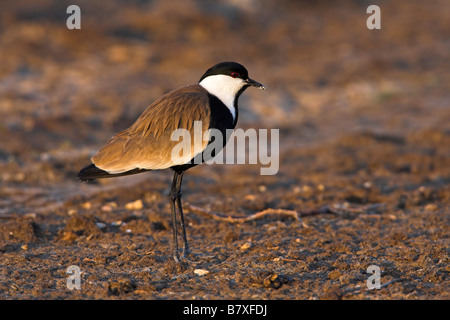 spur-winged plover (Vanellus spinosus, Hoplopterus spinosus), on field, Greece, Lesbos Stock Photo