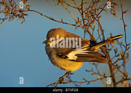 northern mockingbird (Mimus polyglottos), on a shrub, USA, Florida Stock Photo