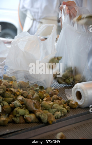 Woman scoops sea snails into plastic bags Bruges fishmarket West Flanders Belgium
