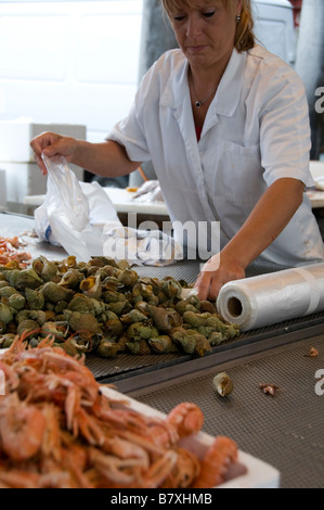 Woman scoops sea snails into plastic bags Bruges fishmarket West Flanders Belgium