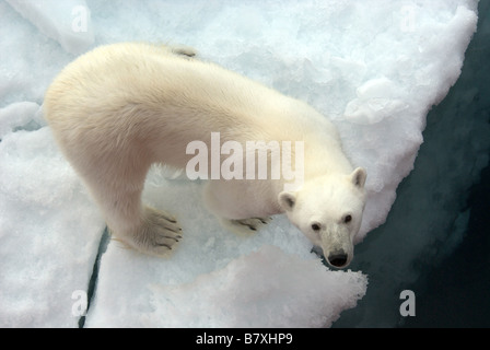 'Look Up' A hungry young Polar Bear approaches a ship on the Polar Pack Ice, Spitsbergen Stock Photo