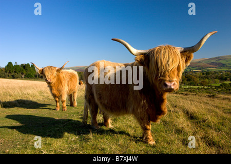 Highland Cattle grazing on Dartmoor National Park Devon England Stock Photo