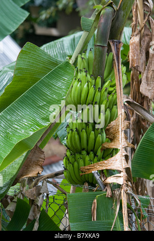 Banana Cluster Stock Photo