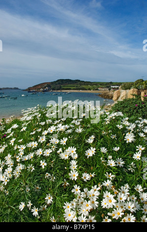 Chrysanthemum Frutescens  at New Grimsby harbour. Tresco.The Isles of Scilly. Cornwall. England. UK Stock Photo