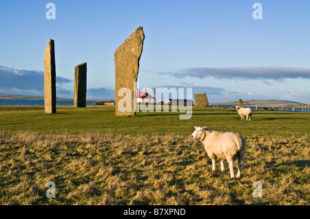 dh Sheep FARMING ORKNEY Rams neolithic Standing stones of Stenness