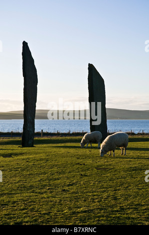 dh Sheep FARMING ORKNEY Rams grazing in field Standing stones of Stenness dusk Stock Photo