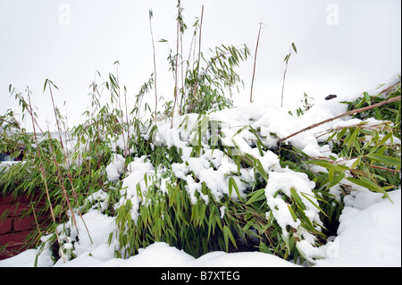 Medium bamboo plants crushed with snow Stock Photo