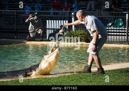 Man feeding crocodile in Australia Zoo Sunshine Coast Queensland Australia Stock Photo