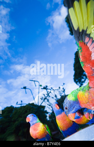 Rainbow Lorikeet Queensland Australia Stock Photo