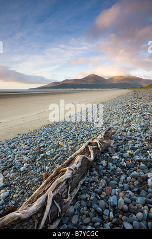Drfitwood on Dundrum Bay looking towards the Mountains of Mourne County Down Northern Ireland Stock Photo