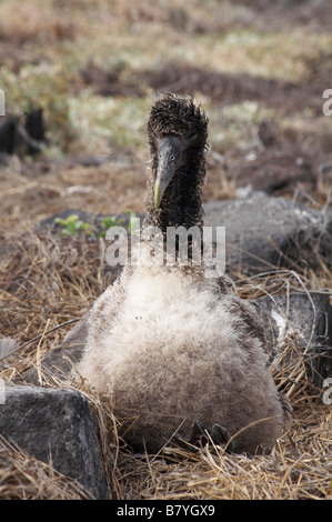 Waved albatross chick, Phoehastria irrorata, Galapagos albatross chick at Punta Suarez, Espanola Island, Galapagos Islands, Ecuador in September Stock Photo