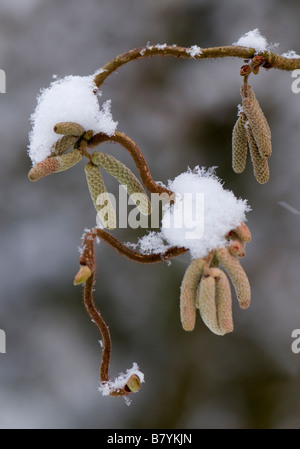 snow covered Corylus Avellana Contorta with catkins Stock Photo