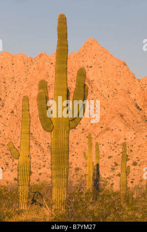Saguaro Cactus (Carnegiea gigantea) Tinajas Altas Mountains, Southern Arizona, Sunrise Stock Photo