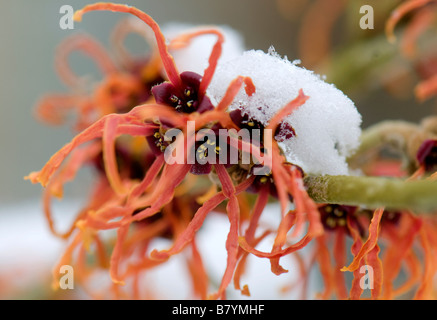 Close up of Hamamelis x intermedia Jelena in flower covered in snow Stock Photo