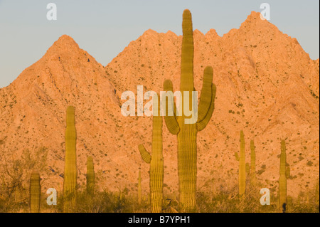 Saguaro Cactus (Carnegiea gigantea) Tinajas Altas Mountains, Barry Goldwater Air Force Range, Arizona Stock Photo