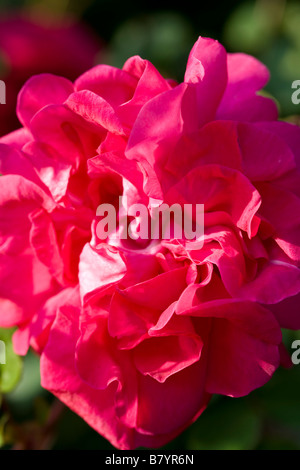 Rosa 'Cerise Bouquet' Stock Photo