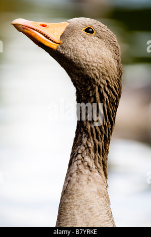 Goose, St James' Park London, UK Stock Photo