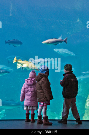 Kids watching the huge cold-water marine aquarium at Atlanterhavsparken in Aalesund, Norway, Alesund