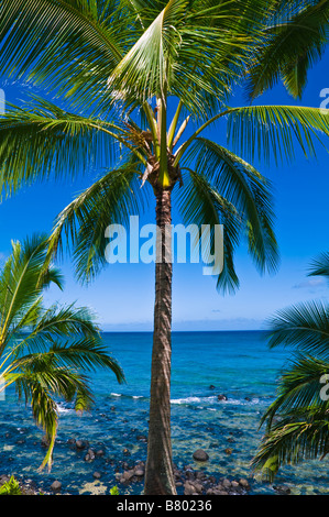 Coconut palms and blue Pacific waters from Hideaways Beach Island of Kauai Hawaii Stock Photo