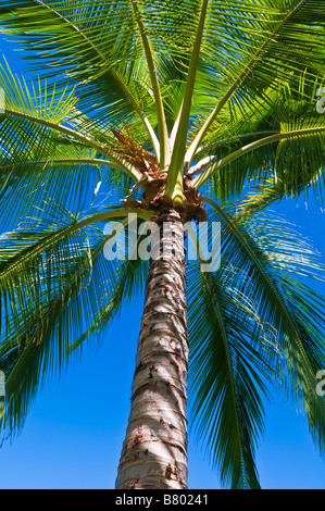 Coconut palm and blue sky Island of Kauai Hawaii Stock Photo