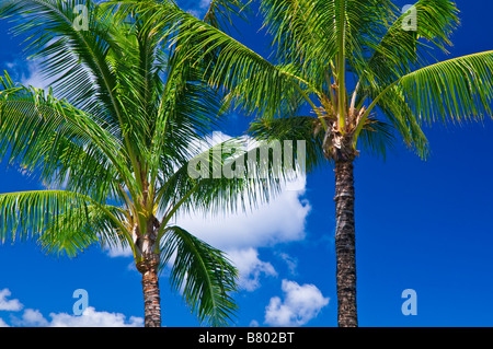 Coconut palms and blue sky Island of Kauai Hawaii Stock Photo