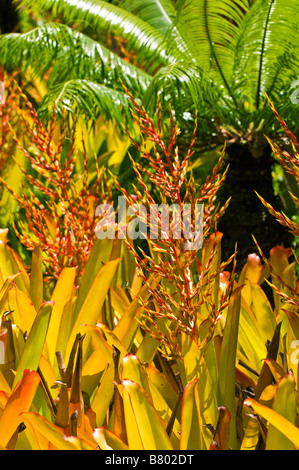 Tropical foliage Island of Kauai Hawaii Stock Photo