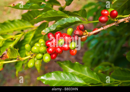 Red coffee cherries on the vine at the Kauai Coffee Company Island of Kauai Hawaii Stock Photo