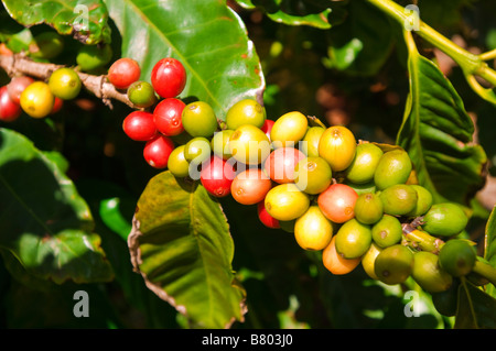 Red coffee cherries on the vine at the Kauai Coffee Company Island of Kauai Hawaii Stock Photo