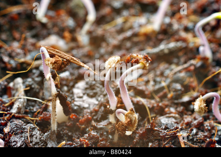 GERMINATING TOMATO PLANTS VARIETY EVERGREEN Stock Photo