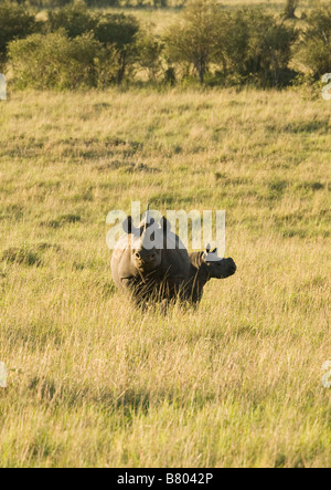 A Black Rhinosaurus with her calf on the plains of the Masai Mara in Kenya Stock Photo