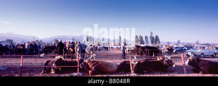 Panoramic image of cows for sale at Karakol's sunday market. Stock Photo