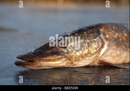 Isolated freshly caught northern pike  head profile ( esox lucius ) on ice , Finland Stock Photo
