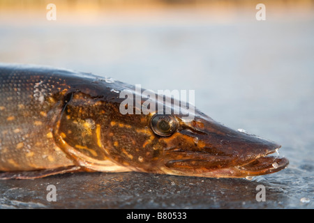 Low angle closeup of an isolated freshly caught northern pike head and eye  ( esox lucius ) , Finland Stock Photo