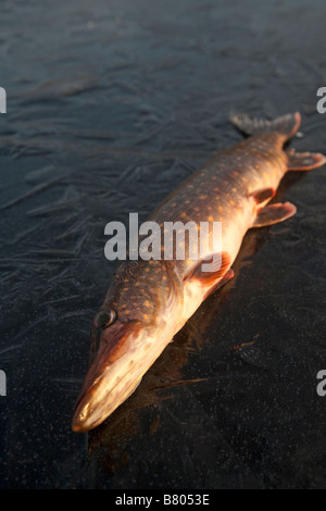 Isolated freshly caught northern pike ( esox lucius )  on ice , Finland Stock Photo